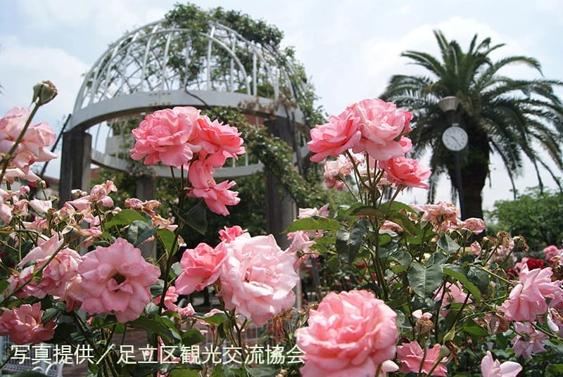 第1回 五感で楽しむ「あだち彩り」花散歩